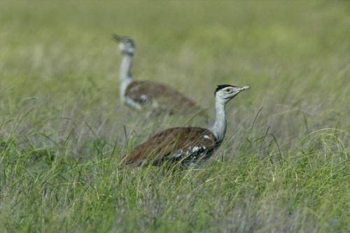 Australian Bustard