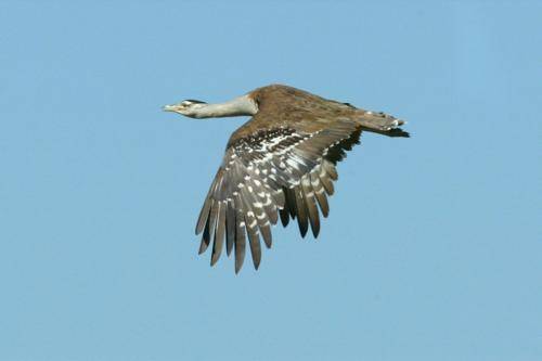 Australian Bustard