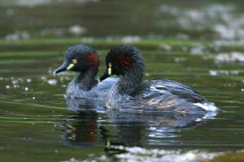 Australasian Grebe