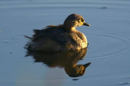 Australasian Grebe