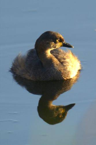 Australasian Grebe