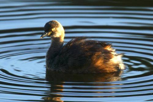 Australasian Grebe