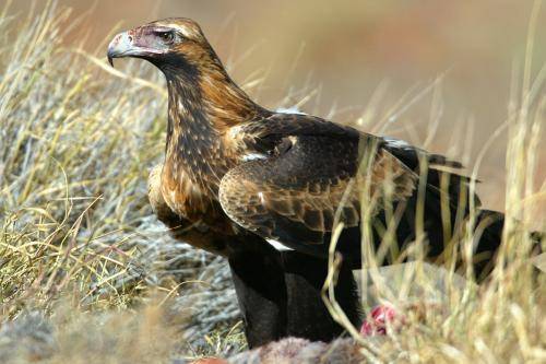 Wedge tailed Eagle