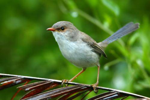 Superb Fairy-Wren