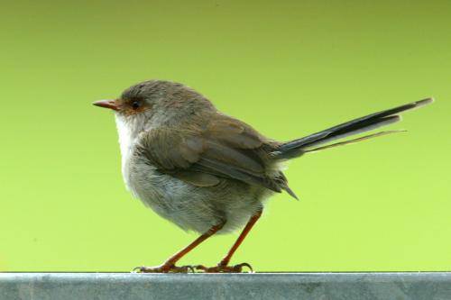 Superb Fairy-Wren