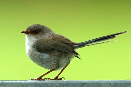Superb Fairy-Wren