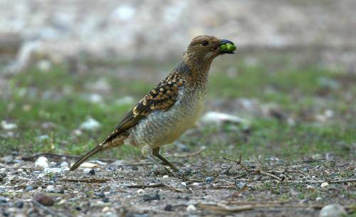 Spotted Bowerbird