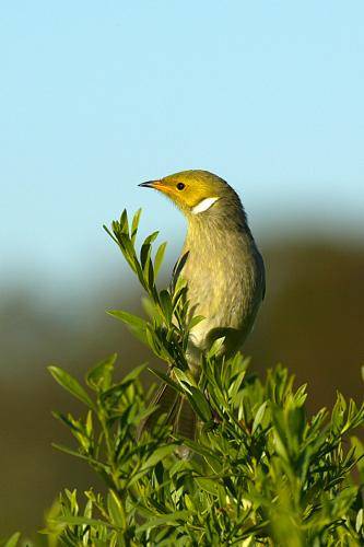 White plumed Honeyeater