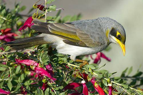 Yellow throated Miner