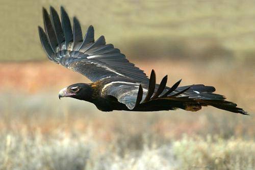 Wedge tailed Eagle