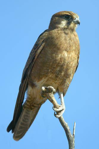 Brown Falcon