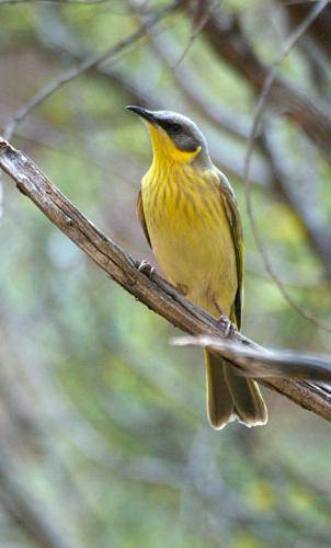 Grey headed Honeyeater