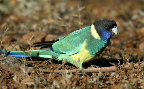 Australian Ringneck