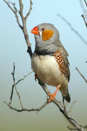 Zebra Finch