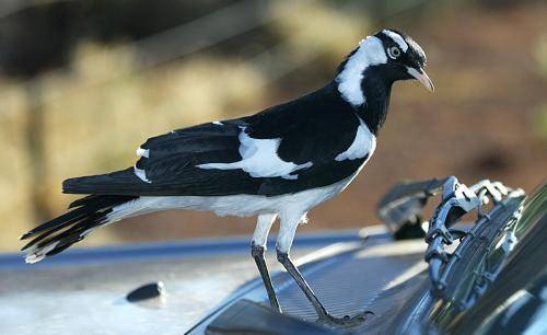 Magpie Lark