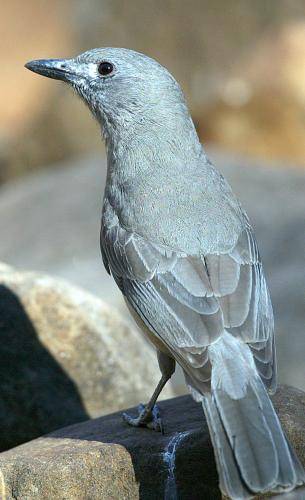Grey Shrike-thrush