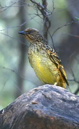 Western Bowerbird