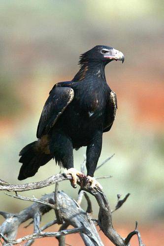Wedge tailed Eagle