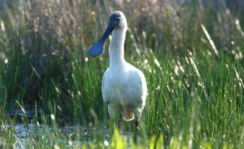 Royal Spoonbill