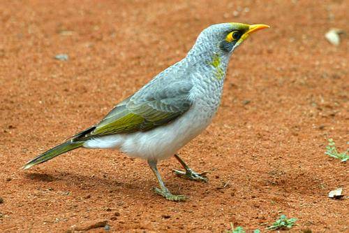 Yellow throated Miner