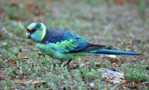 Mallee Ringneck