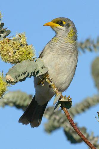 Yellow throated Miner