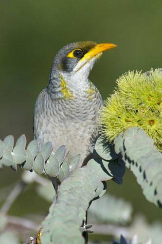 Yellow throated Miner