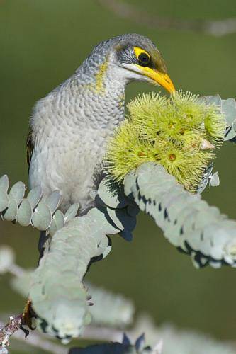 Yellow throated Miner