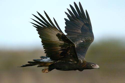 Wedge tailed Eagle