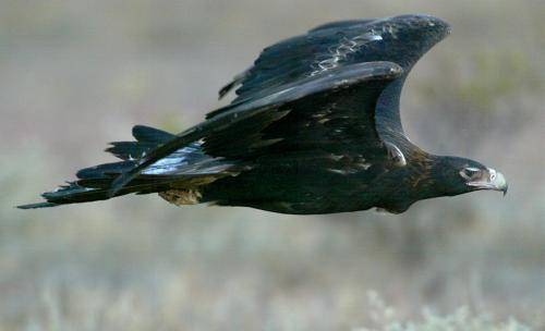 Wedge tailed Eagle