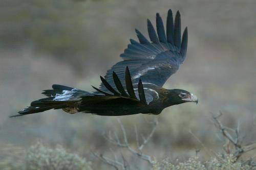 Wedge tailed Eagle