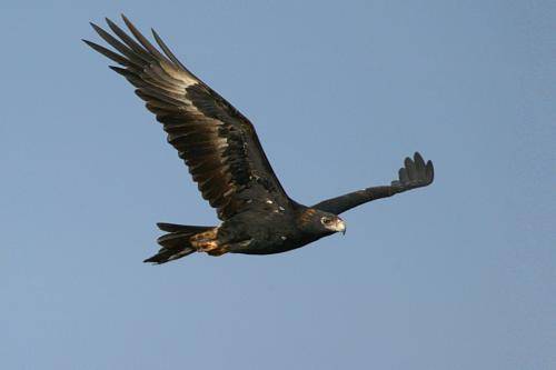 Wedge tailed Eagle