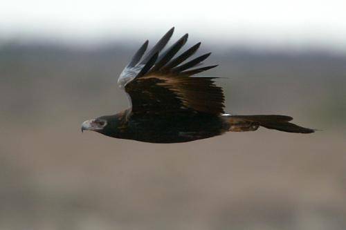 Wedge tailed Eagle