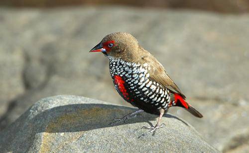 Painted Finch