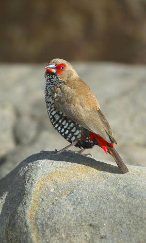 Painted Finch