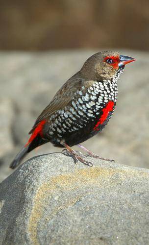 Painted Finch