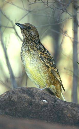 Western Bowerbird
