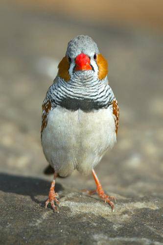 Zebra Finch