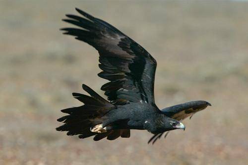 Wedge tailed Eagle
