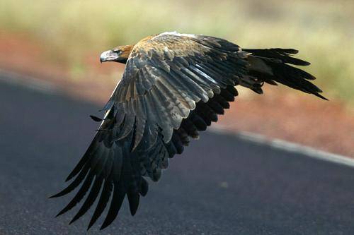 Wedge tailed Eagle