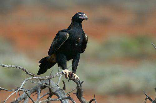 Wedge tailed Eagle