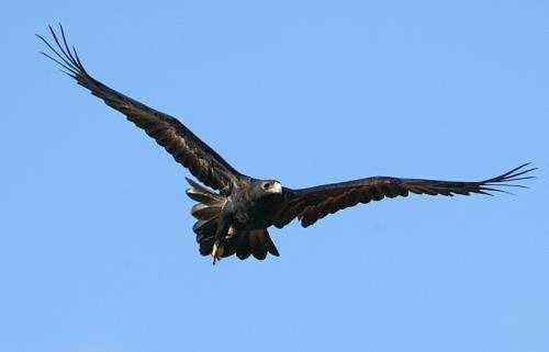 Wedge tailed Eagle