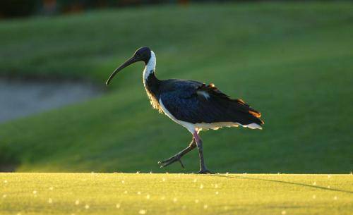Straw necked Ibis