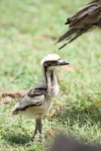 Bush stone Curlew
