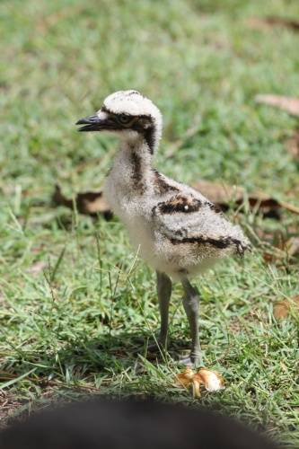 Bush stone Curlew