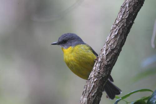 Eastern yellow Robin