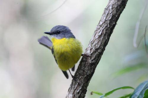 Eastern yellow Robin