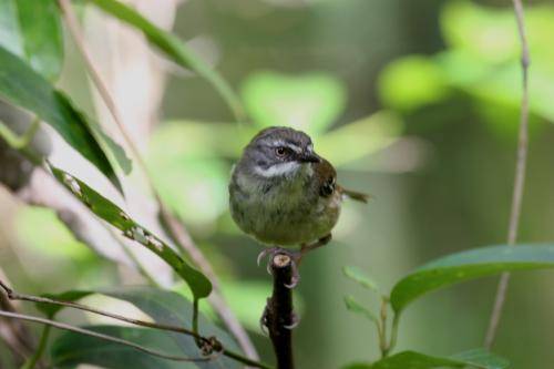 White browed Scrubwren
