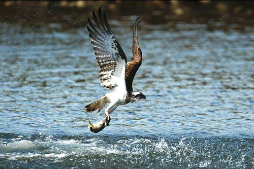 Osprey
