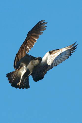 Osprey